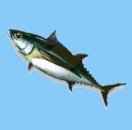 Hiệp định FTA của Nhật không có ưu đãi dành cho cá ngừ